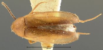 Media type: image;   Entomology 8374 Aspect: habitus dorsal view